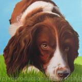 Springer Spaniel