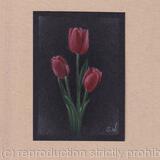 Red Tulips
