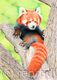 Red Panda