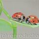 Ladybirds