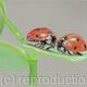 Ladybirds