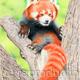 Red Panda