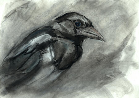 Young Magpie