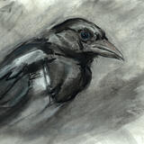 Young Magpie