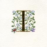 Gold leaf letter I with white roses, holly and thyme on watercolour paper