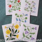 Flower cards set of five assorted floral notecards