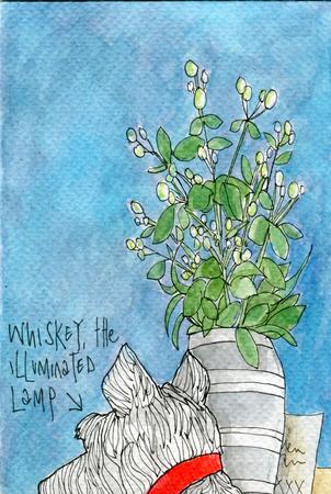 Illuminated dog light