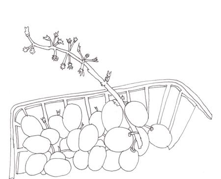 Ugly end to the bunch of grapes