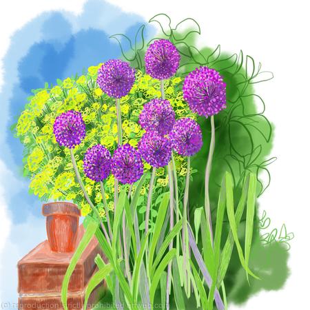 Aliums