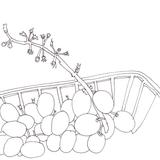 Ugly end to the bunch of grapes