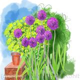Aliums
