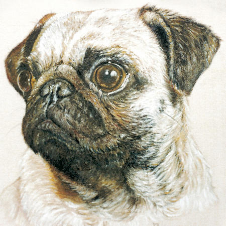 Pug