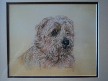 Norfolk Terrier - Toffee !
