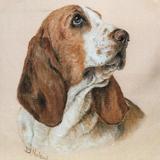 Basset