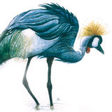 Crowned Crane