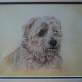 Norfolk Terrier - Toffee !