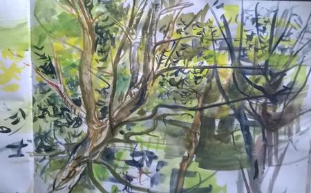 July 2017 - hornbeam canopies