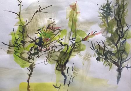 June 2017 - young hawthorn