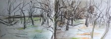 March 2017 - hornbeam rows