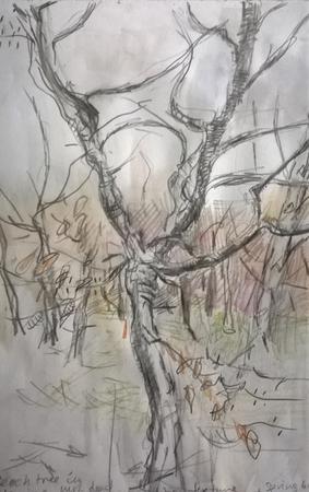 March 2017 - hornbeam in clearing