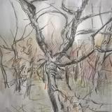 March 2017 - hornbeam in clearing