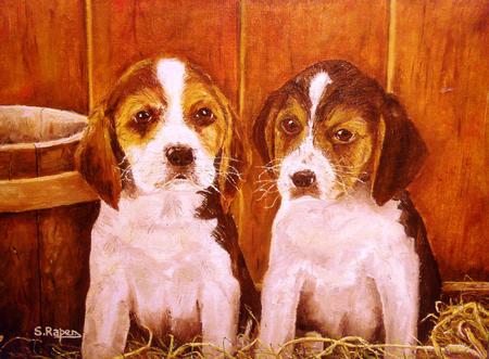 Beagle Puppies