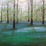 Bluebell Wood