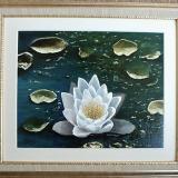 Water Lily   