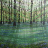bluebell-wood-3