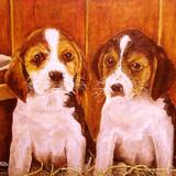 Beagle Puppies
