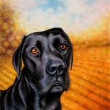 Eddie  - Black Labrador