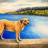 Millie - Golden Labrador