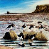 Oyster Catchers - Low tide at Saltwick Bay