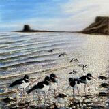 Oystercatchers in Saltwick Bays morning light.