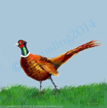Pheasant