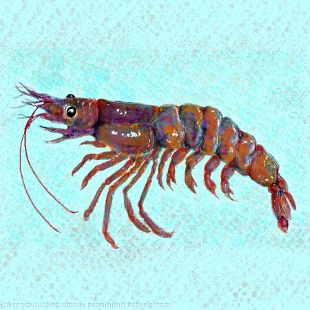 Prawn