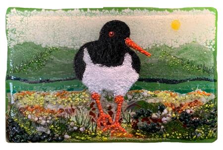 Oyster Catcher