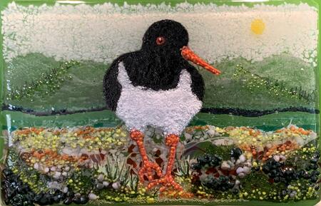 Oyster Catcher