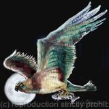 Hunting Osprey Night