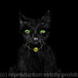 Ziggy Puss (name on collar can be changed!)