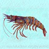 Prawn