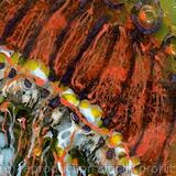 Red Jellyfish Detail