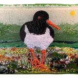 Oyster Catcher