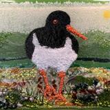 Oyster Catcher