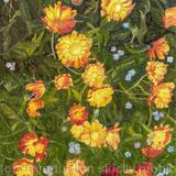 Marigolds 