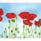 Poppies (2)