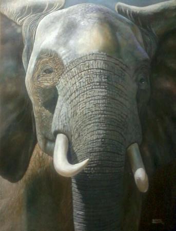 African elephant