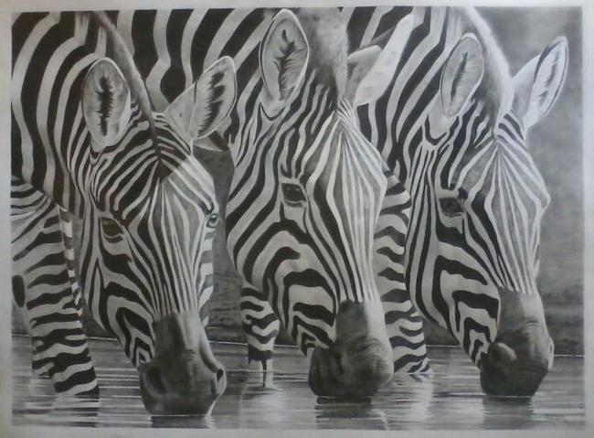 A study in symmetry (Zebras drinking water)