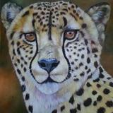 cheetah portrait