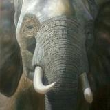 African elephant